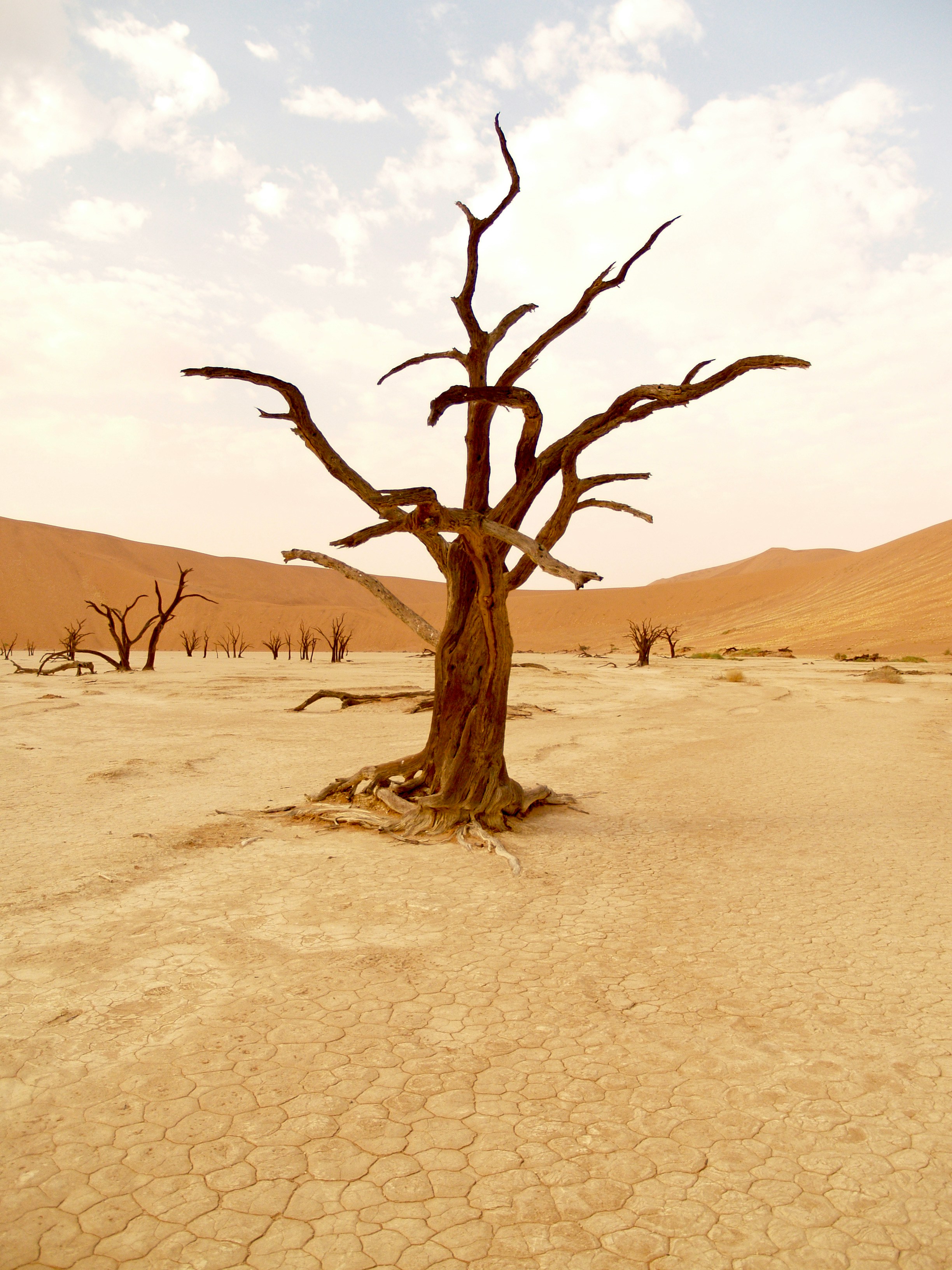 Environment and Climate